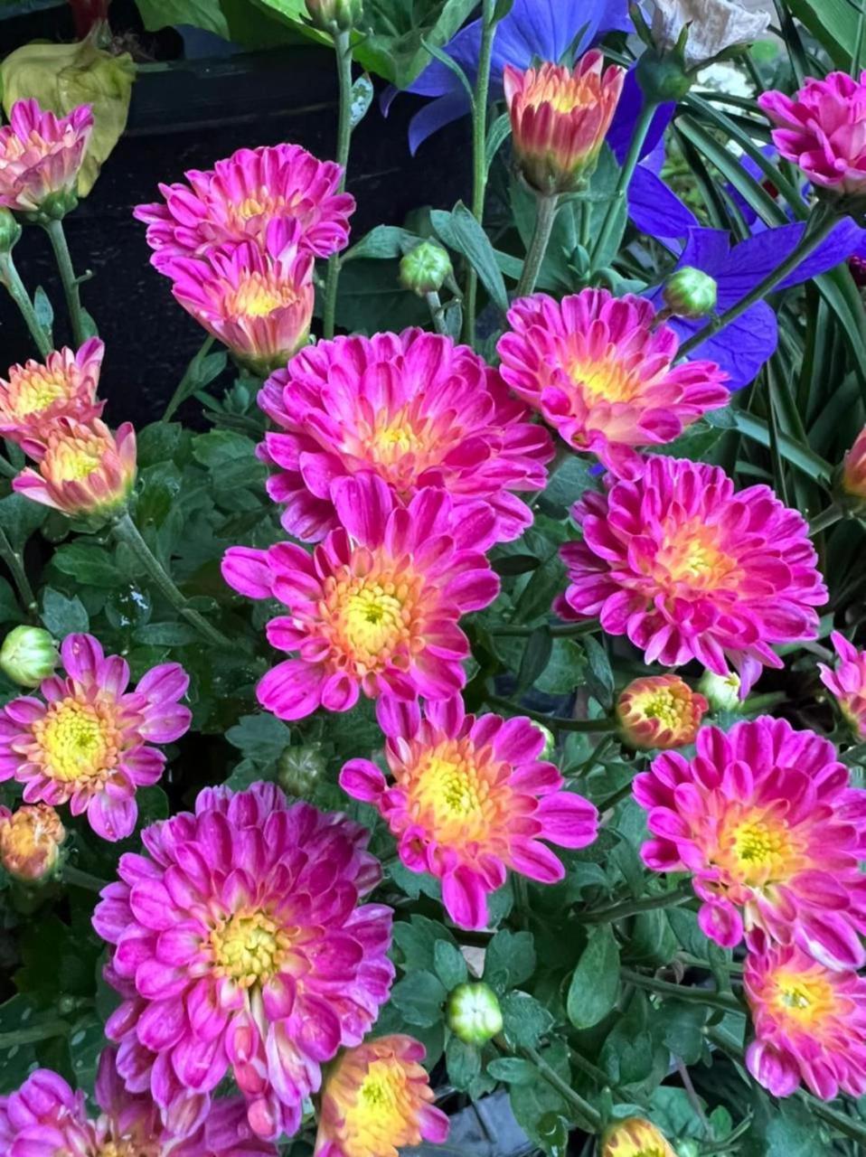 Ella Flower Garden Resort Exteriér fotografie
