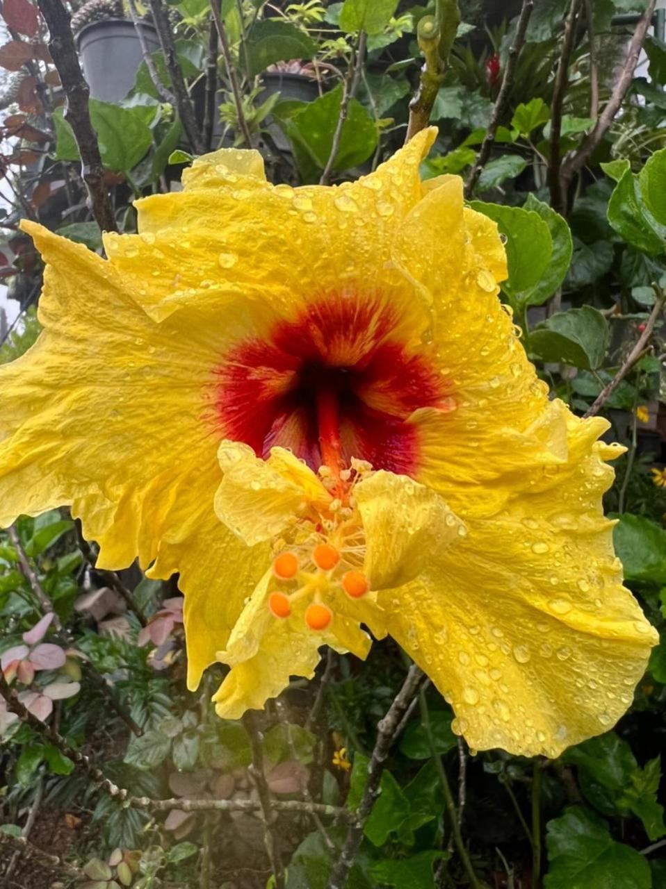 Ella Flower Garden Resort Exteriér fotografie